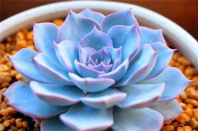 夏天蓝石莲多肉可以适当喷水