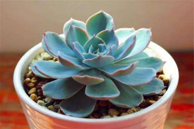 微酸性的土壤能让蓝石莲多肉长得更好