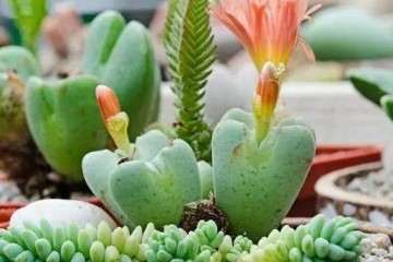 多肉开花之后就会死 为什么 图片