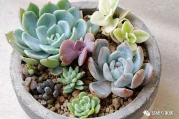 多肉植物怎么养才能变胖