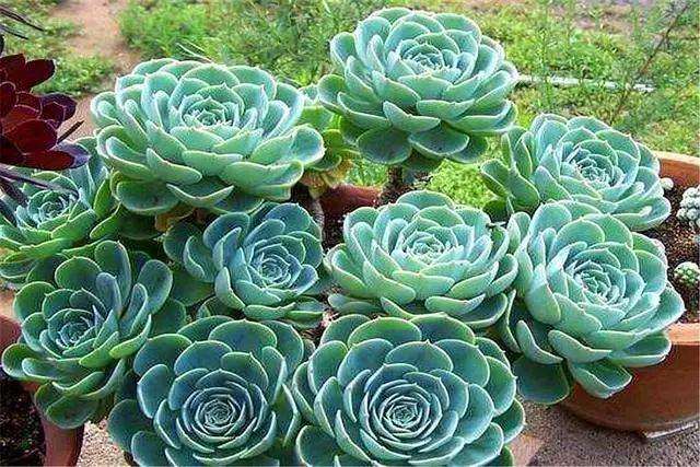 玉蝶多肉最害怕是阴暗潮湿的生长环境