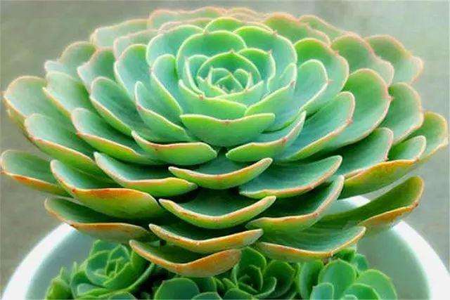 玉蝶多肉最害怕是阴暗潮湿的生长环境