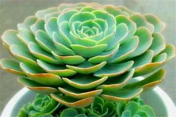 玉蝶多肉最害怕是阴暗潮湿的生长环境