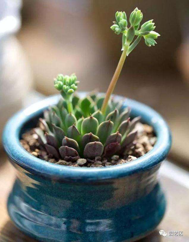 多肉怎么养护 多肉浇水加点啤酒