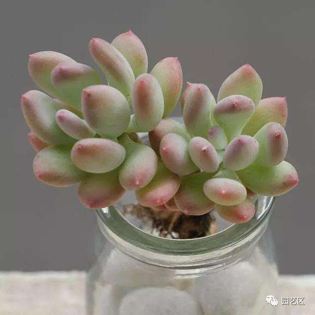 多肉怎么养护 多肉浇水加点啤酒