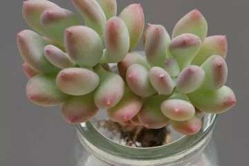 多肉怎么养护 多肉浇水加点啤酒