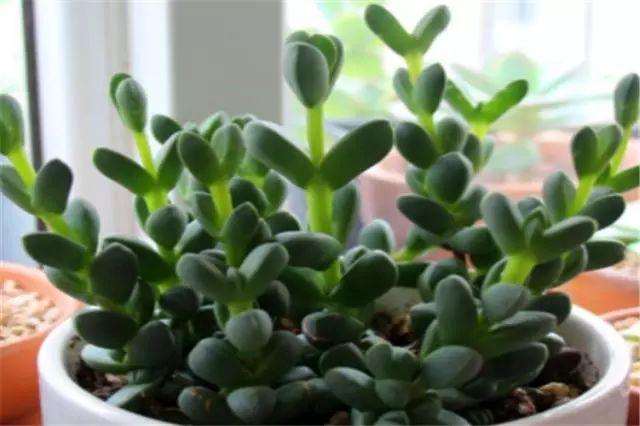 鹿角海棠多肉切忌夏天阳光暴晒