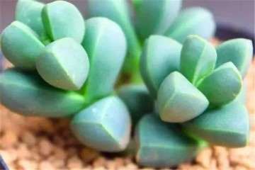 鹿角海棠多肉对于土壤的要求还是相对较高