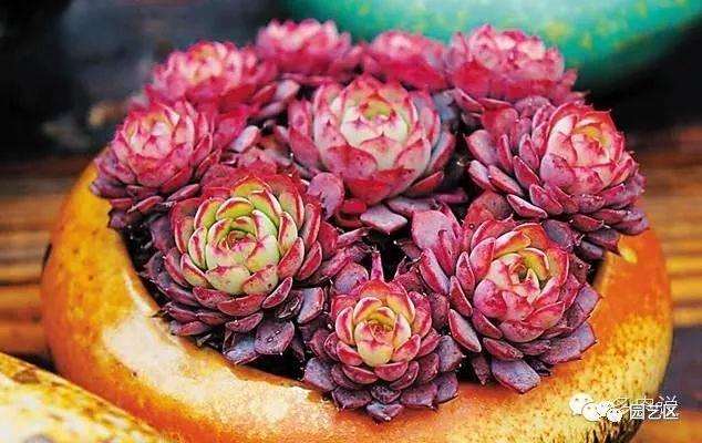 怎么判断多肉是否需要浇水