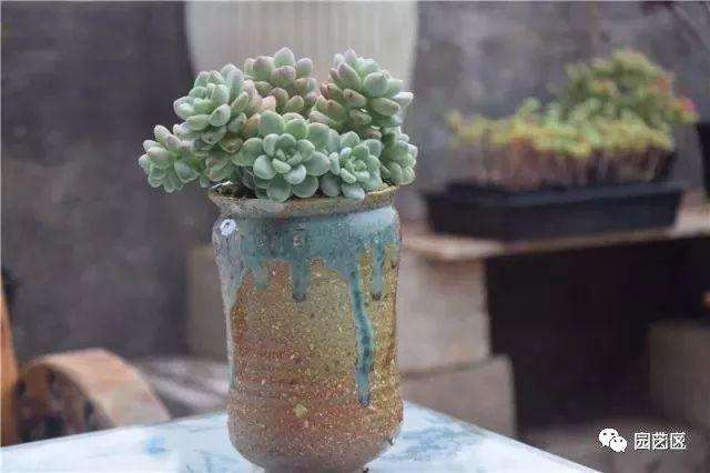 怎么判断多肉是否需要浇水