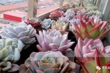 秋天多肉叶子又皱又发黄 教你5个方法