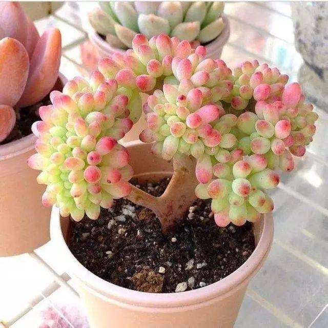 秋天多肉就变成了黑腐多肉