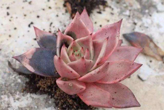 秋天多肉就变成了黑腐多肉