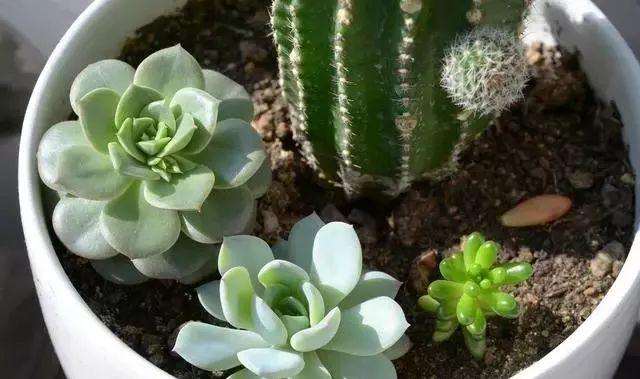 休眠期的多肉遮阳通风