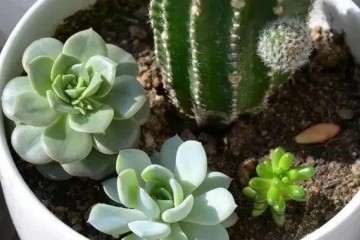 休眠期的多肉遮阳通风 图片