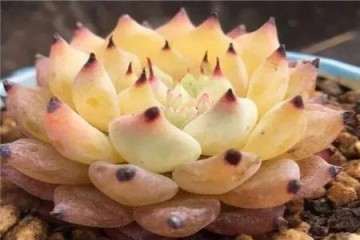 多肉植物怎么浇水通风的方法 图片