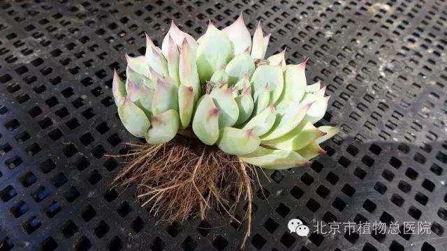 夏天多肉植物用颗粒透气土壤最好