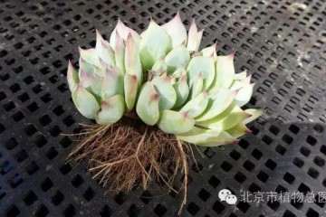 夏天多肉植物用颗粒透气土壤最好