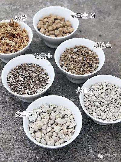 养护多肉植物都是怎么用土的 图片