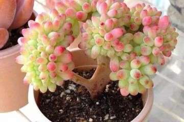 养护多肉植物都是怎么用土的 图片