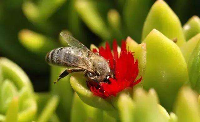 哪些多肉植物可以吃 图片