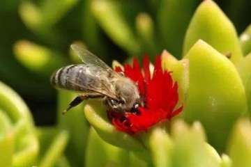 哪些多肉植物可以吃 图片