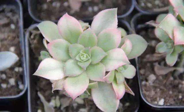 多肉植物授粉该主要哪些因素