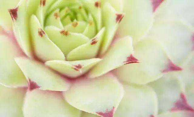 多肉植物授粉该主要哪些因素