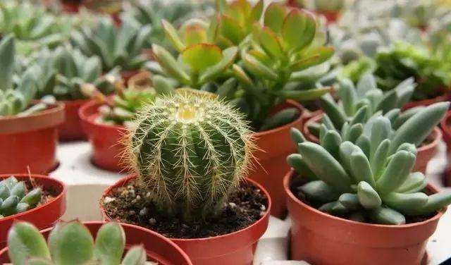 水培多肉植物需要注意什么