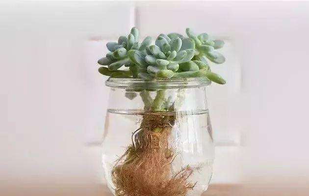 水培多肉植物需要注意什么