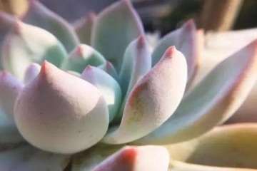 哪些多肉植物可以水养 如何水养 图片