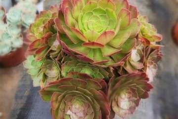 万圣节多肉在夏季怎么休眠和养护 图片