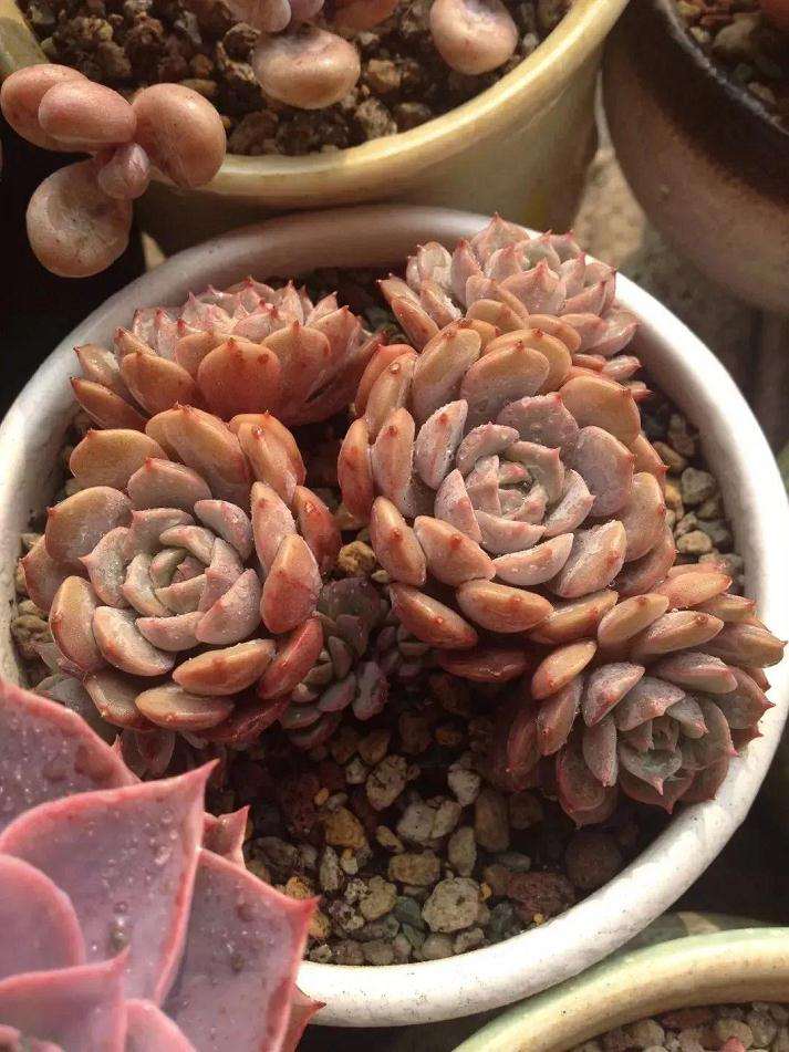 养多肉四五年的经验以及浇水理念