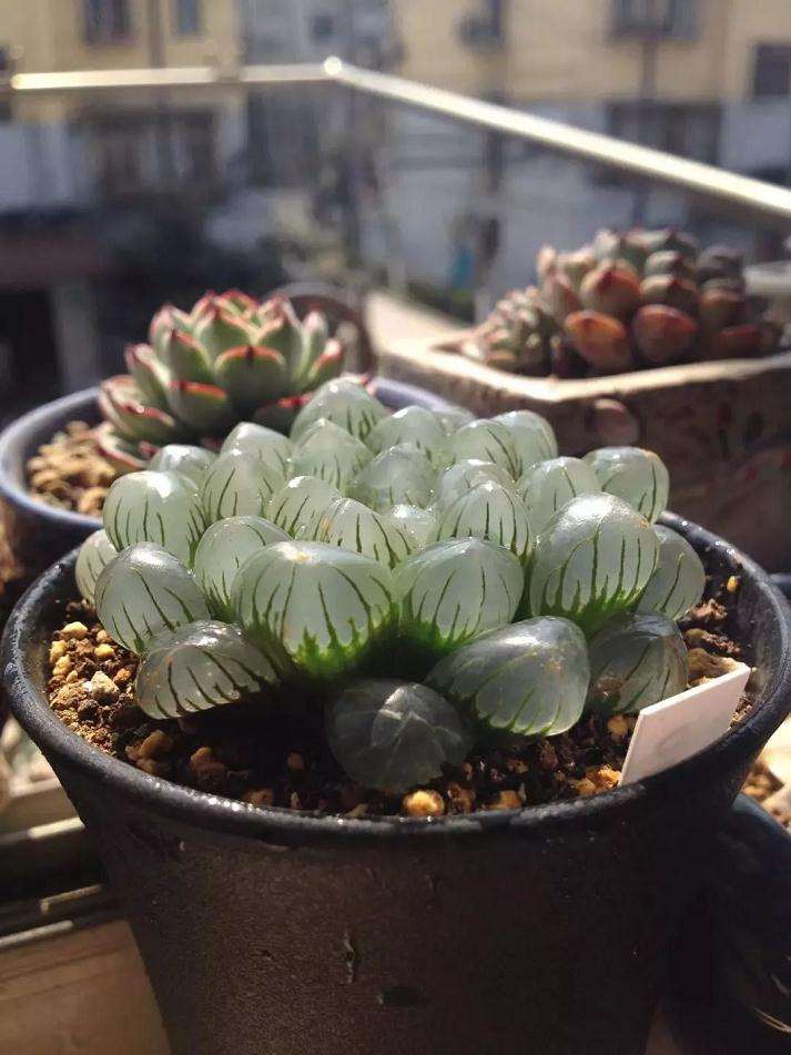 养多肉四五年的经验以及浇水理念