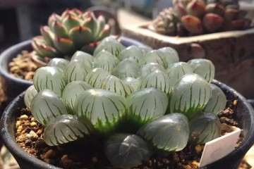 养多肉四五年的经验以及浇水理念