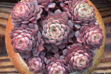 多肉植物掉叶子后怎么处理方法 图片