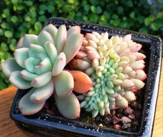 怎么用杀菌药预防多肉的病害