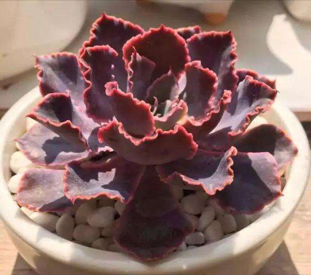 怎么用杀菌药预防多肉的病害