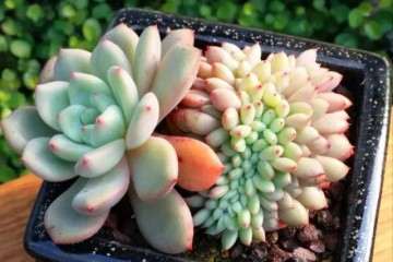 怎么用杀菌药预防多肉的病害 图片