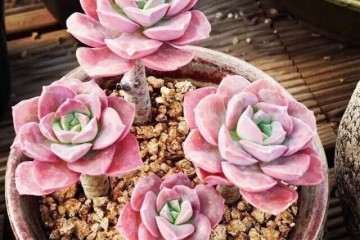 多肉植物怎么防治黑腐病的方法 图片