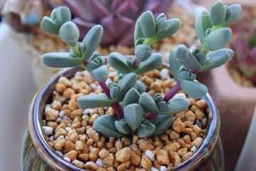 多肉达人总结的鹿角海棠养护要点