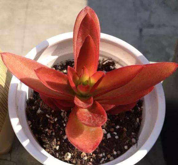 多肉叶片上带着斑纹的 千万不要购买