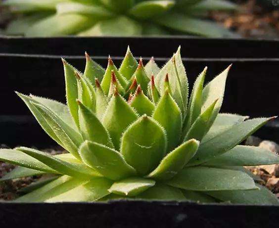 多肉叶片上带着斑纹的 千万不要购买