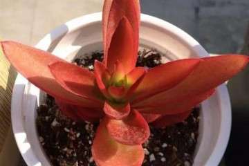 多肉叶片上带着斑纹的 千万不要购买