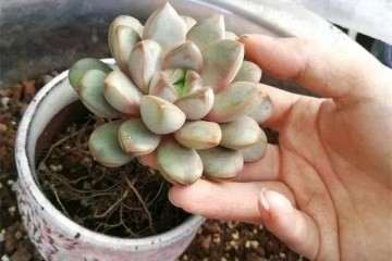 季天发现多肉叶片褶皱要及时换盆 图片
