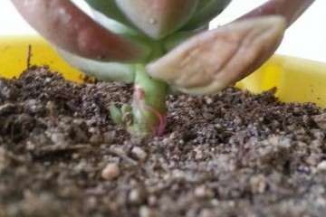 秋天养多肉长出气根 就要赶快换盆