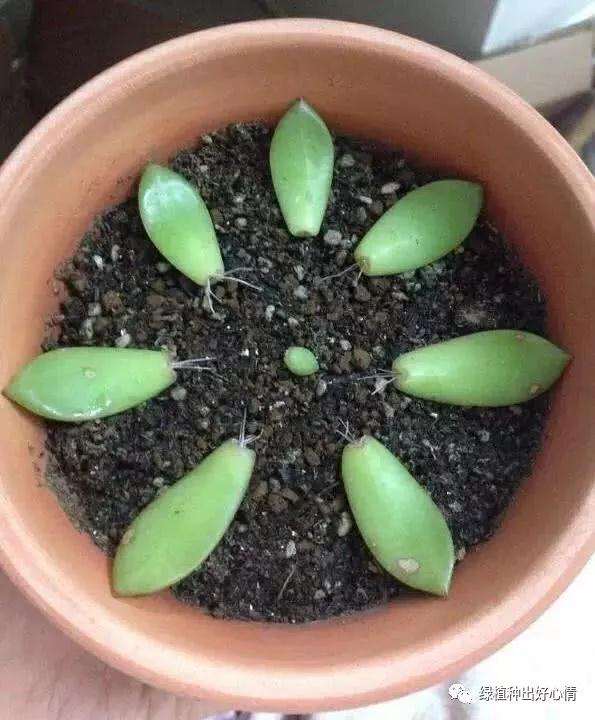 怎么选择容易扦插的多肉植物