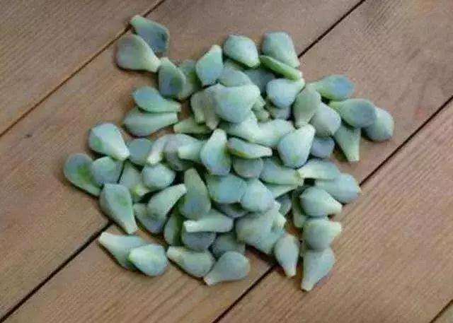 怎么选择容易扦插的多肉植物