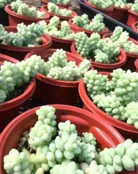 朋友入坑 买的多肉植物都是一些普货