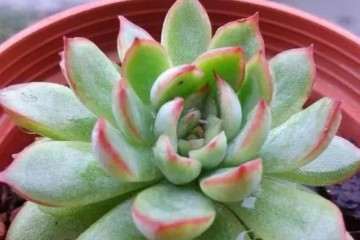 分享2个让多肉长植物快速长高 图片